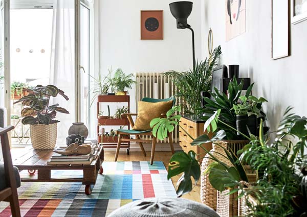 Spruce up the hall with plants